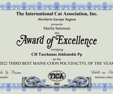 2022 THIRD BEST MAINE COON POLYDACTYL OF THE YEAR